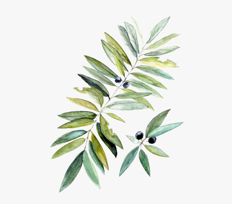 Watercolor Painting Botanical Illustration Leaf - Watercolor Botanical, Transparent Clipart