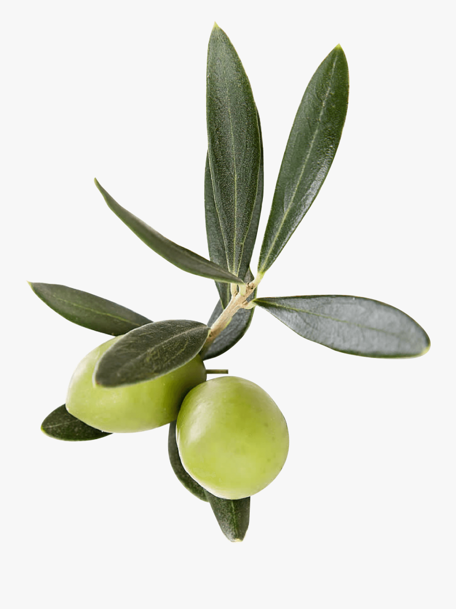 Transparent Olive Leaf Png, Transparent Clipart