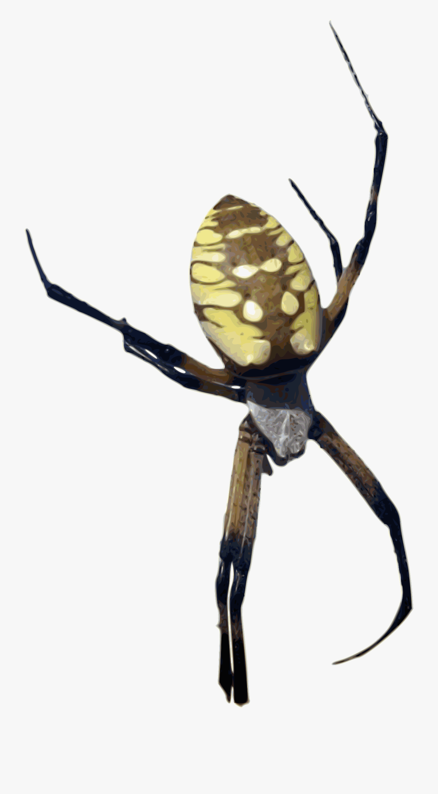 Orb Weaver Spider Transparent Background, Transparent Clipart