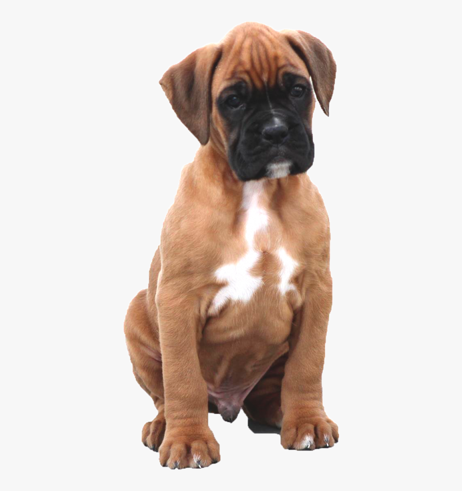 Boxer, Transparent Clipart