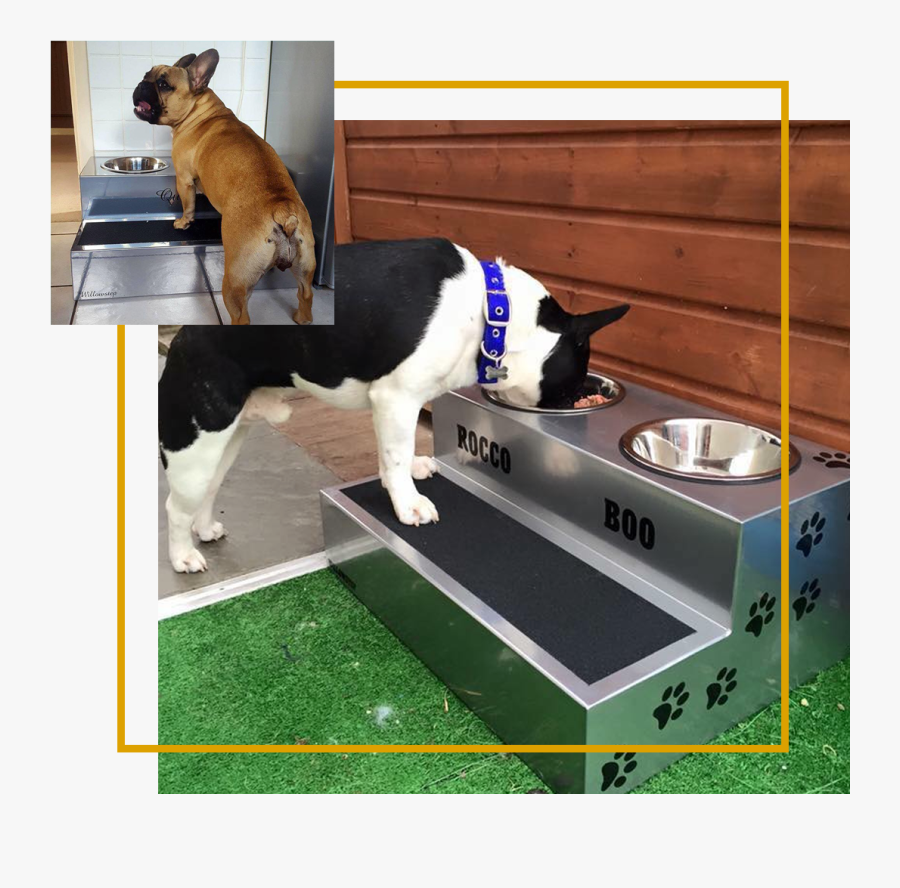 Elevated Dog Bowls French Bulldog Elevated Feeding , Free Transparent