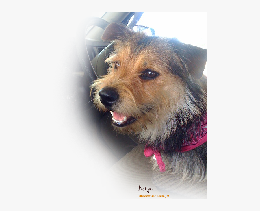 Australian Terrier, Transparent Clipart