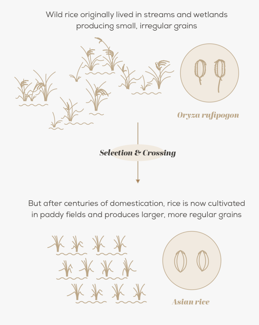 Transparent Rice Plant Clipart - Crop Wild Relatives Graph, Transparent Clipart