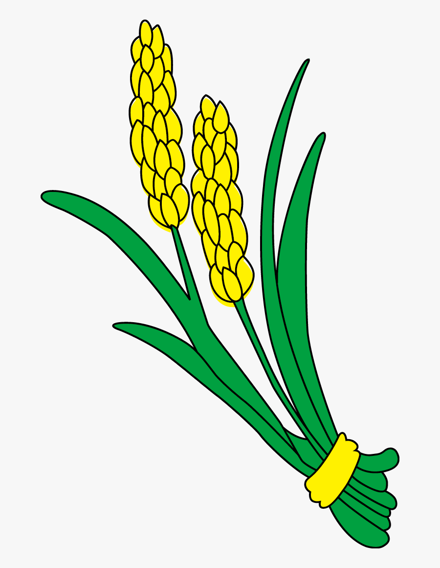 Rice Gadu Paddy Field Gratis - Rice, Transparent Clipart