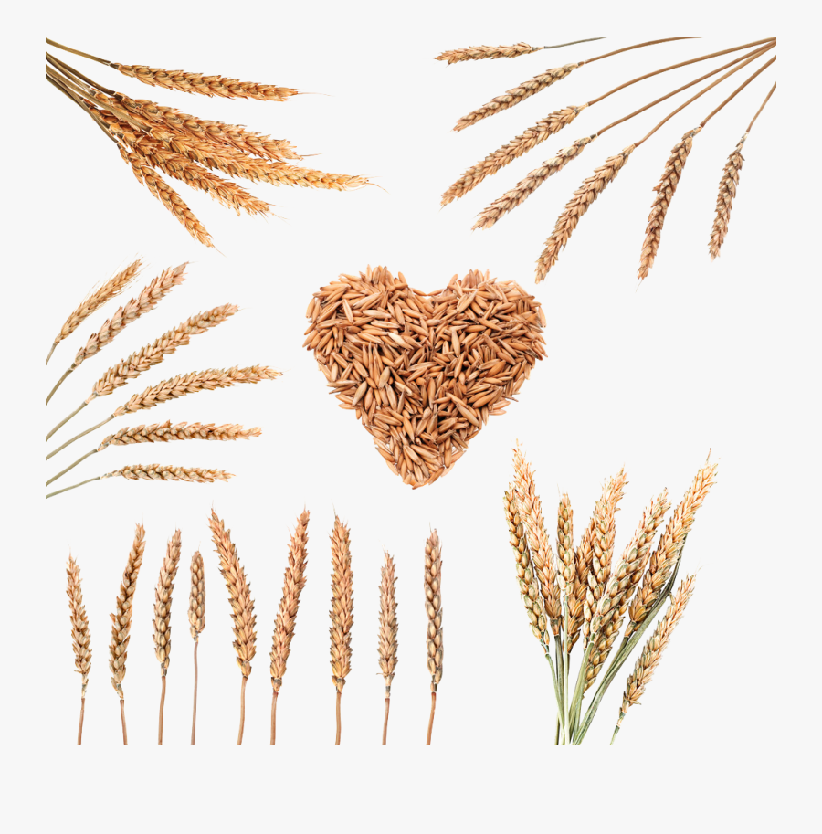Rice Download Cereal Wheat - Wheat Rice Grains Png, Transparent Clipart