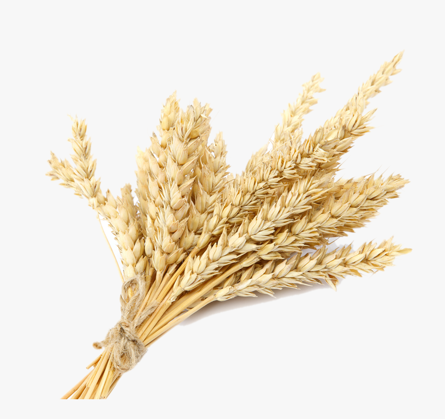 Grain Plant Png - Wheat Transparent, Transparent Clipart