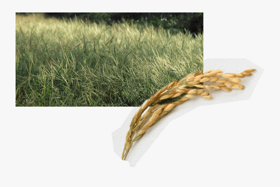 Sweet Grass, Transparent Clipart
