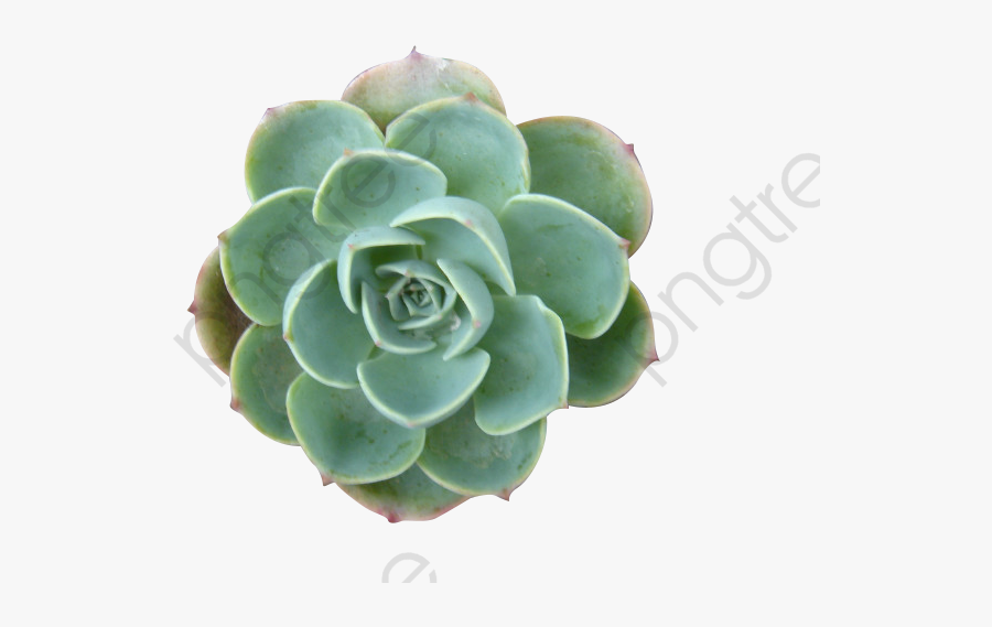 Succulent Plants, Plants Clipart, Succulents, Plant - Succulent Png, Transparent Clipart