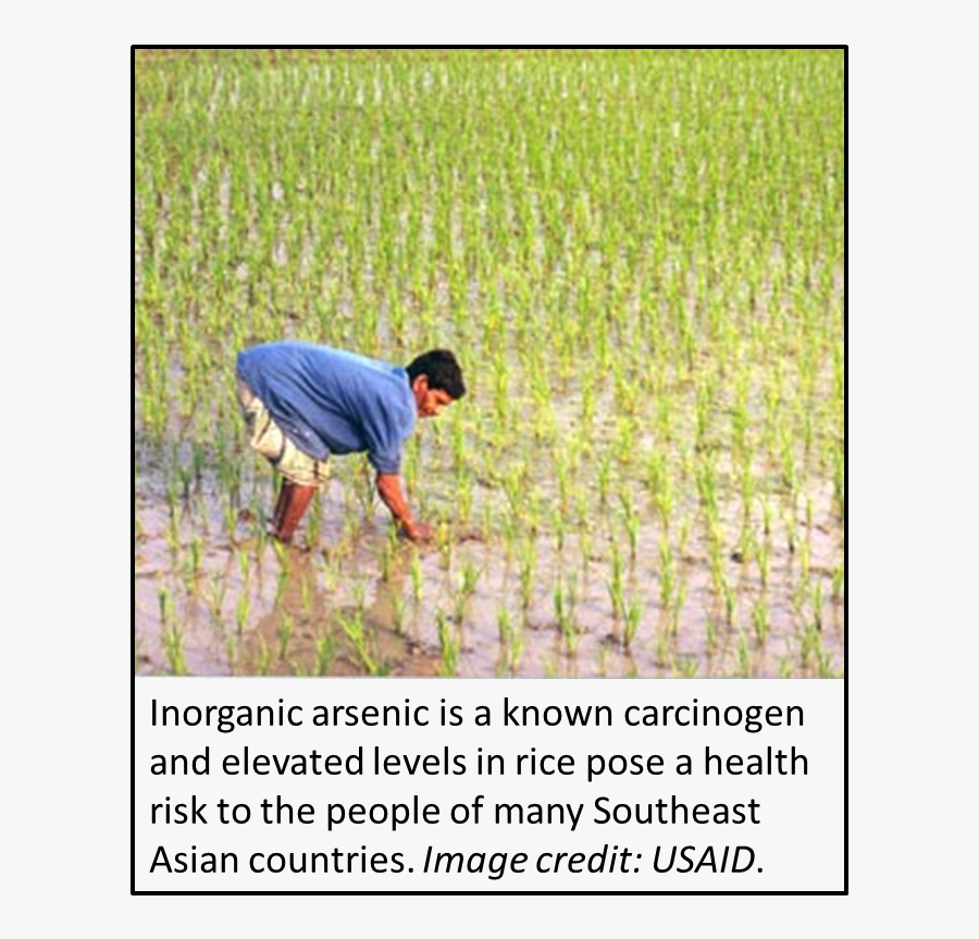 Transparent Arsenic Png - Rice Field, Transparent Clipart