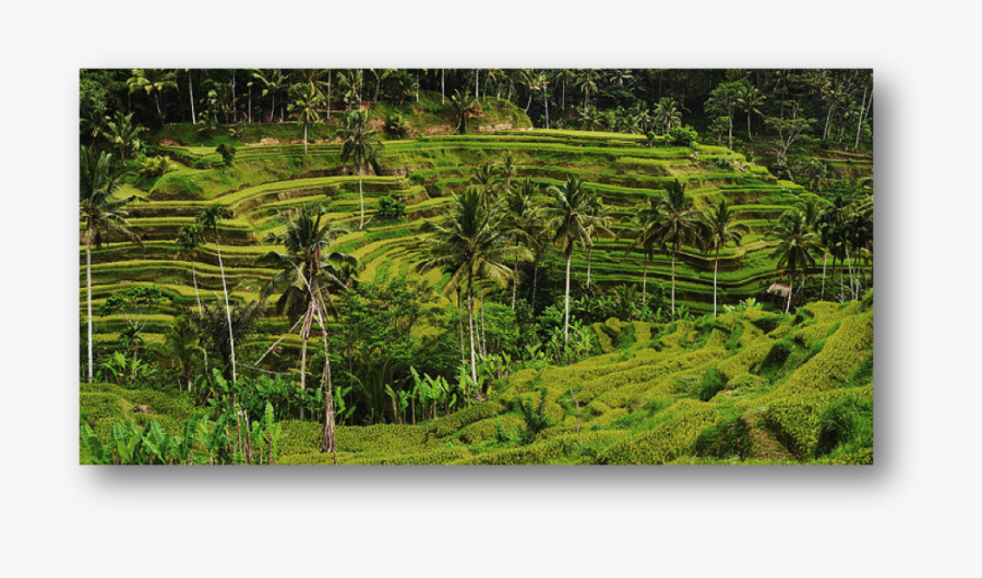 Clip Art Rice Terrace Ubud - Plantation, Transparent Clipart