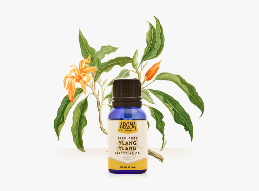 Peppermint Drawing Sesame Plant Clipart , Png Download - Ylang Ylang Madagascar Tree, Transparent Clipart