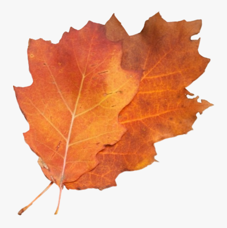 #leaves #autumn #orange #cutout Overlay Madewithpicsart - Maple Leaf, Transparent Clipart