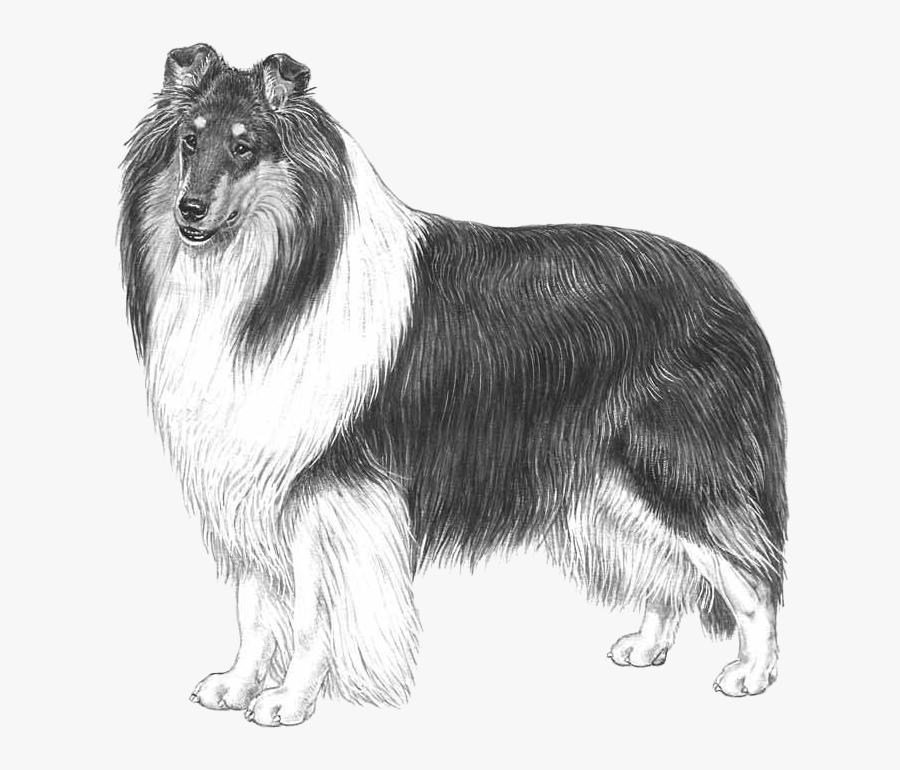 Rough Collie Collie Clip Art, Transparent Clipart