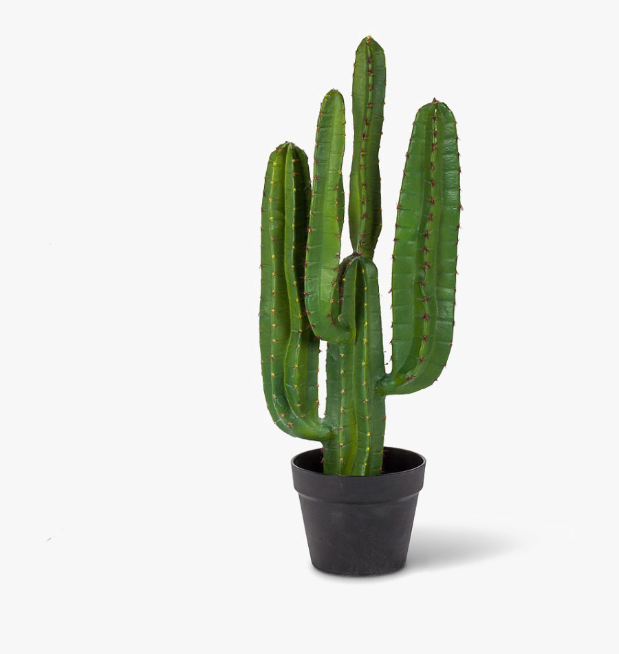 Saguaro Cactus Png Pic - Saguaro Cactus Png, Transparent Clipart