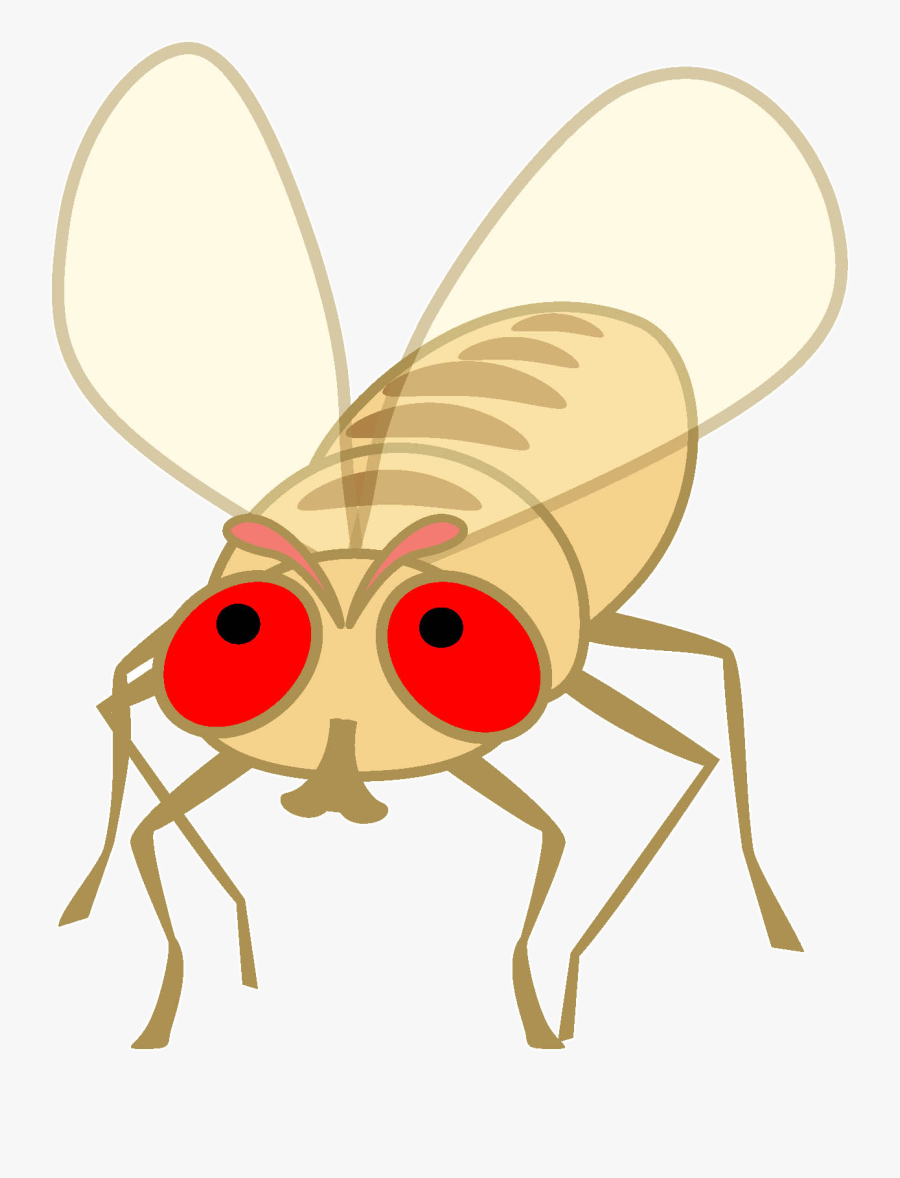 Flies Clipart Fruit Fly - Sandfly Clipart, Transparent Clipart