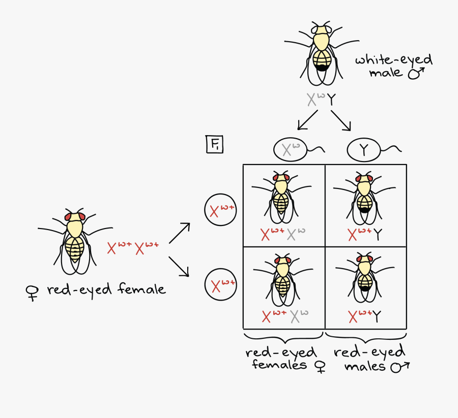 Transparent Red X Mark Png - Fruit Fly Thomas Hunt Morgan, Transparent Clipart
