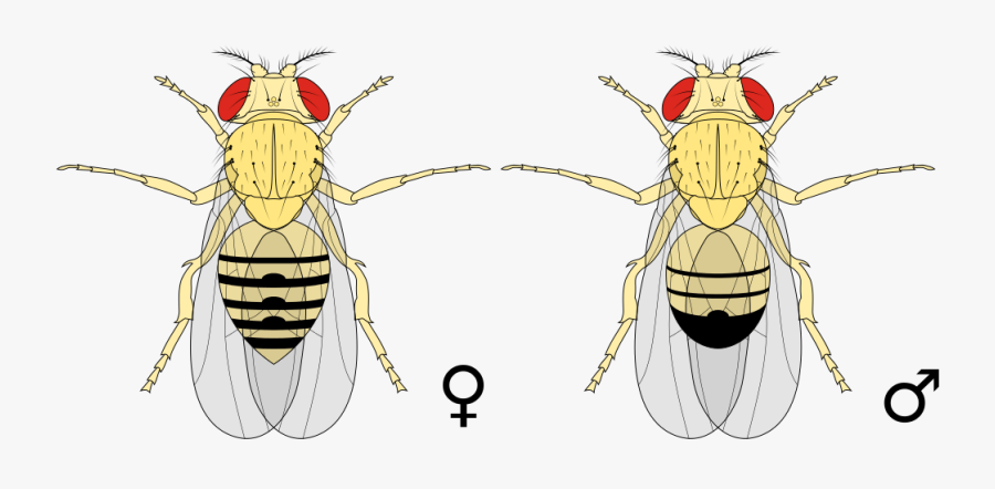 Drosophila Clipart - Drosofila Melanogaster, Transparent Clipart