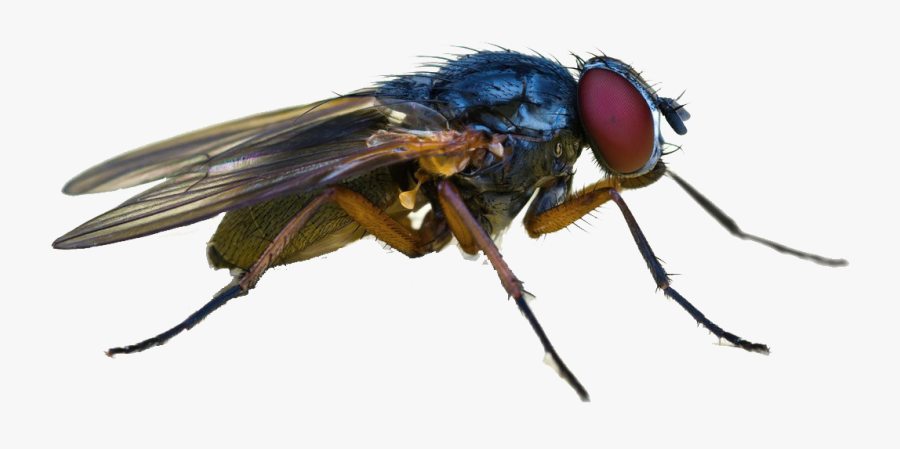 Horse-flies - Mosca Del Mediterraneo, Transparent Clipart