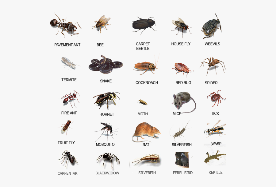 Common Pests, Transparent Clipart