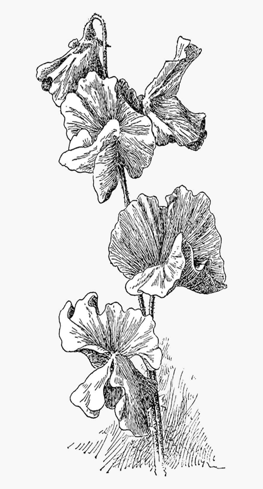 Black And White Photos Pea Flower, Transparent Clipart