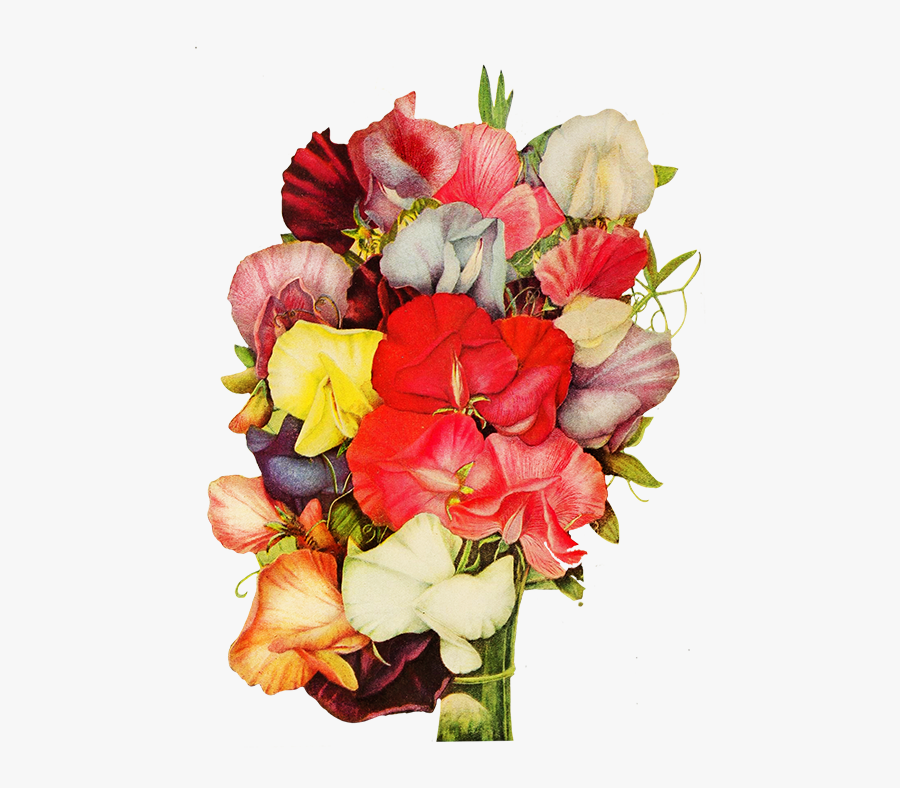 Sweet Pea Flowers - Sweet Pea Flower Clipart Transparent Background, Transparent Clipart