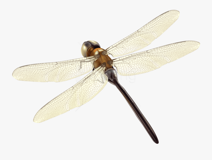 Free Png Download Dragonfly Clipart Png Photo Png Images - Damselfly, Transparent Clipart