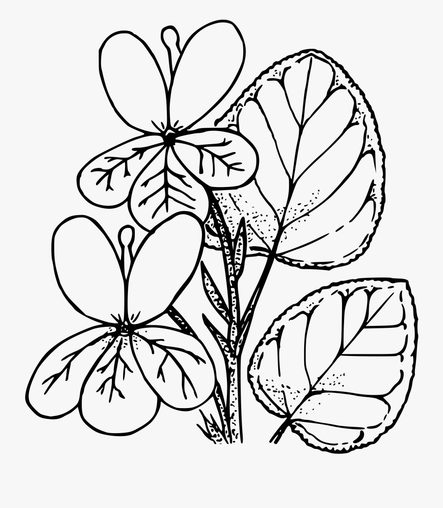 Early Blue Violet Clip Arts - Violets Clipart Images Black And White, Transparent Clipart