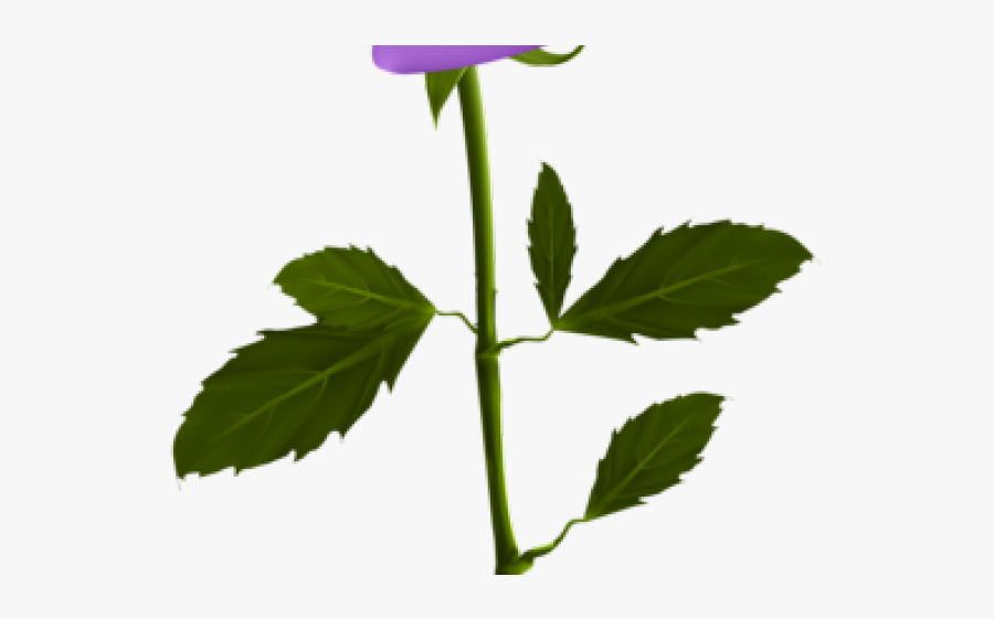 Blue Rose Clipart Purple - Flower With Stem Transparent, Transparent Clipart