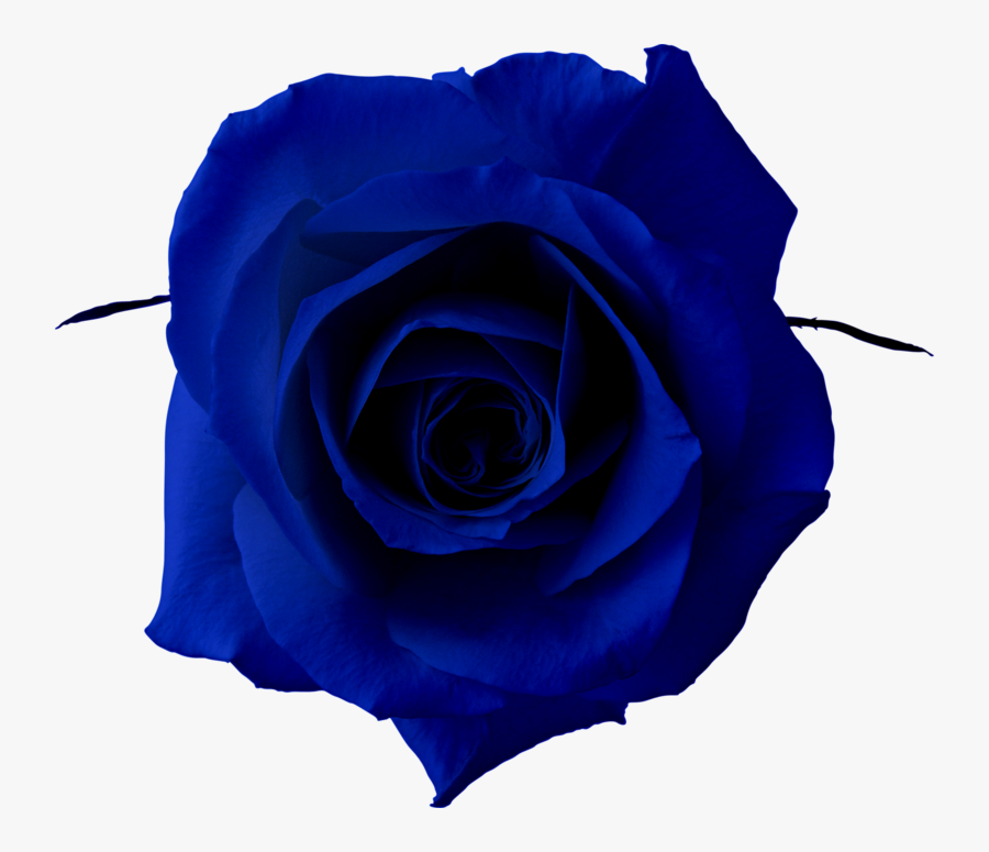 Blue Rose Clip Art, Transparent Clipart