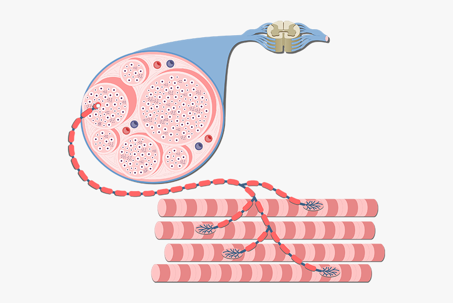 Contraction Physiology - Physiology Nerve And Muscle, Transparent Clipart