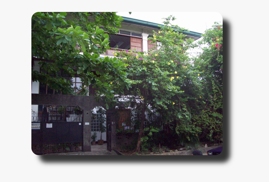 Tree, Transparent Clipart