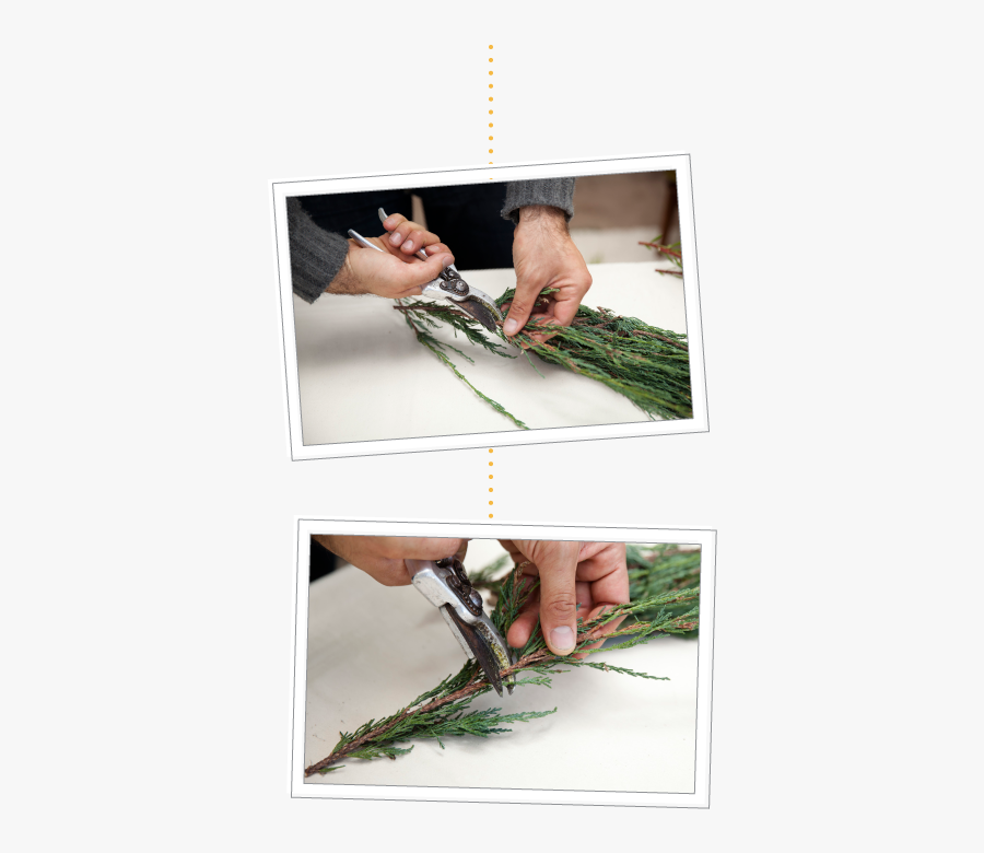 Grass, Transparent Clipart