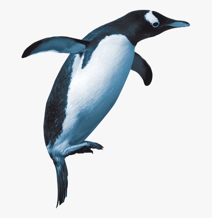 Adã©lie Penguin, Transparent Clipart