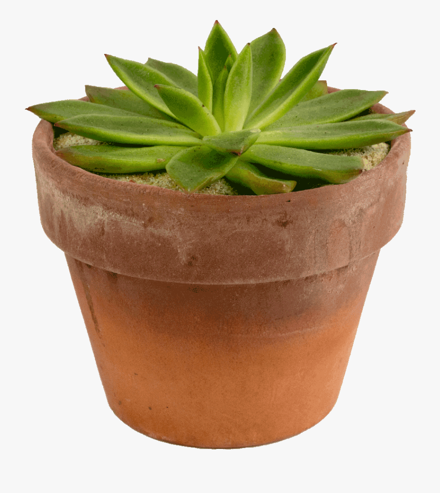 Plants Clipart Succulent - Succulent Transparent Potted, Transparent Clipart