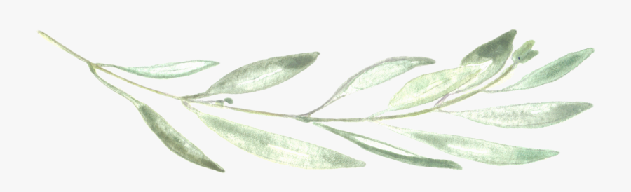 Photographer Chalk Leaf Neva Michelle Photography - Eucalyptus Leaf Png, Transparent Clipart