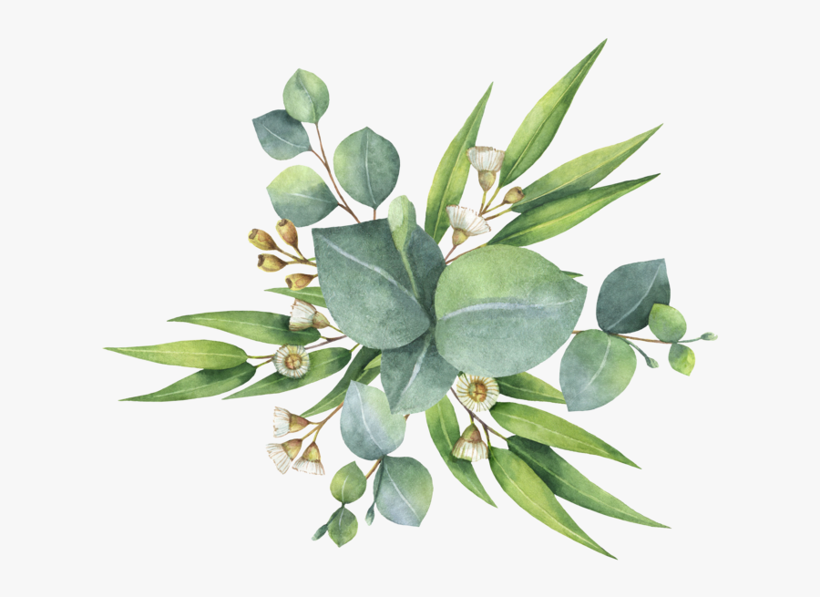 Eucalyptus Leaves Watercolor - Watercolour Native Australian Flowers, Transparent Clipart