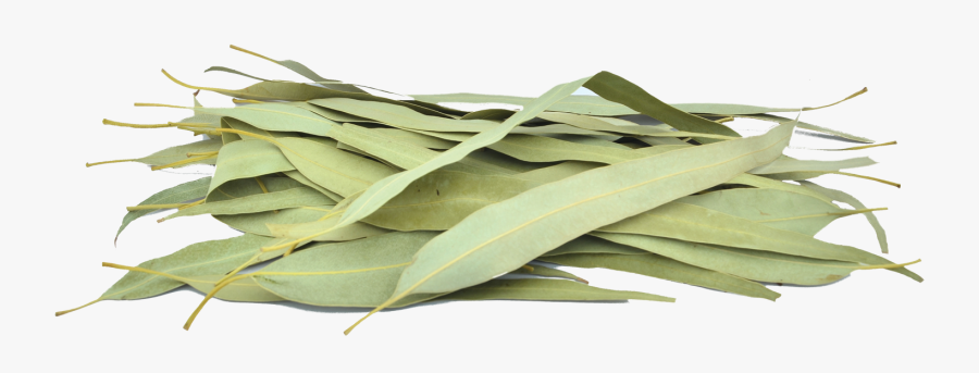 Eucalyptus Leaves Png - Eucalyptus Leaves Herbal, Transparent Clipart