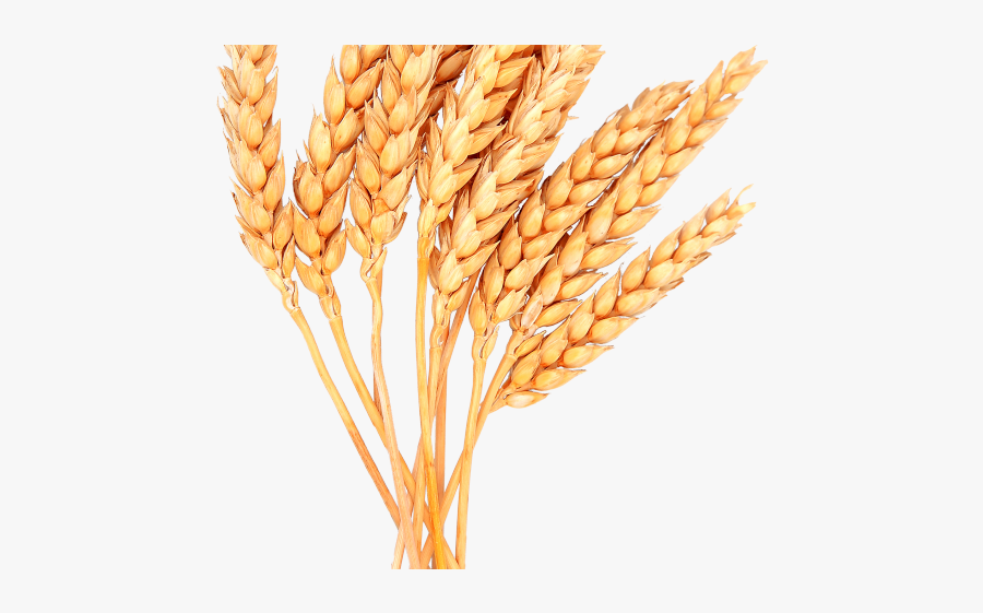 Wheat Png, Transparent Clipart