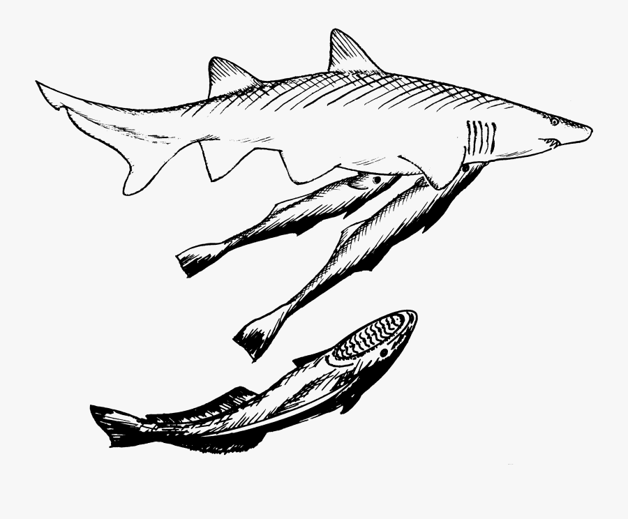 Drawing Shark Black And White - Shark And Remora Black And White, Transparent Clipart