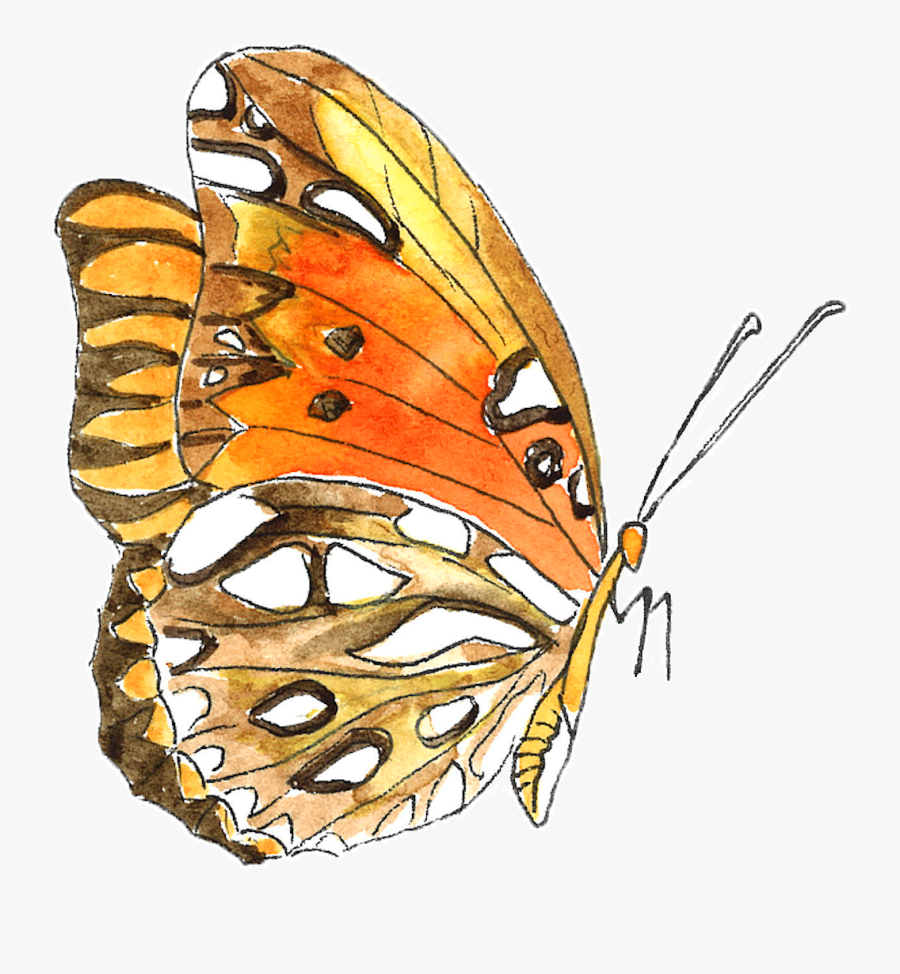 Lycaenid, Transparent Clipart