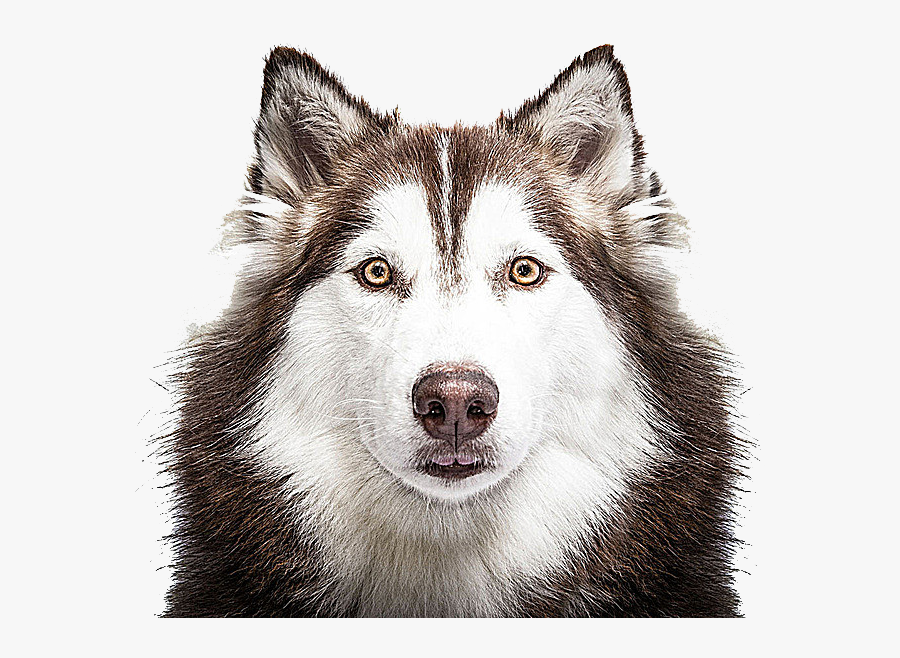 Husky Png - 80 20 Dog Food Uk, Transparent Clipart