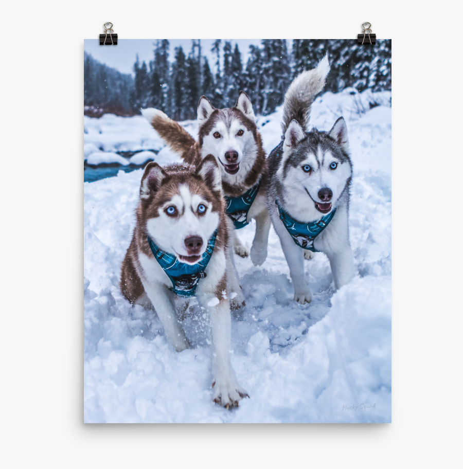 Siberian Husky - Poster Husky, Transparent Clipart
