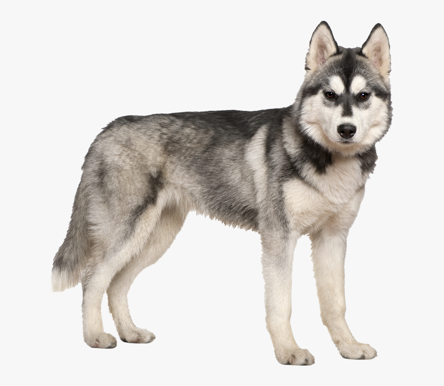Siberian Husky No Background, Transparent Clipart