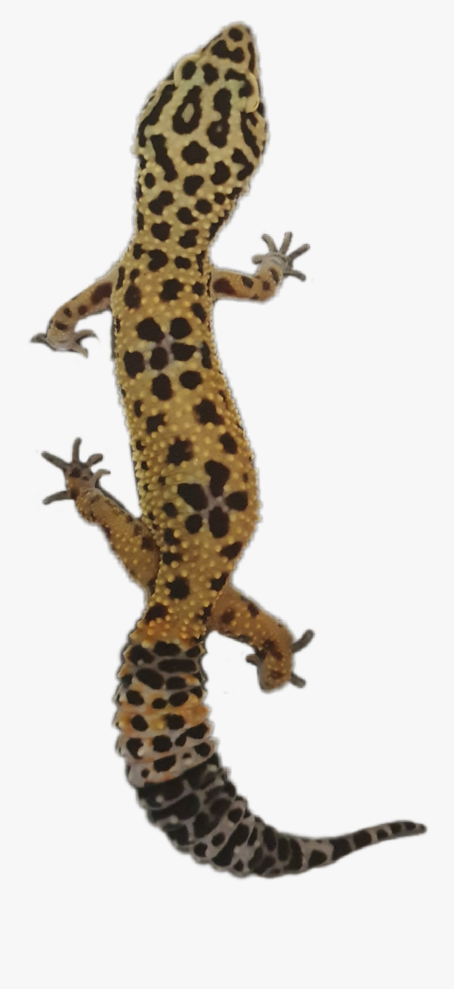 #gecko #geckos #geckolove #lizard #lizards #cute #pet - Turkish Gecko, Transparent Clipart