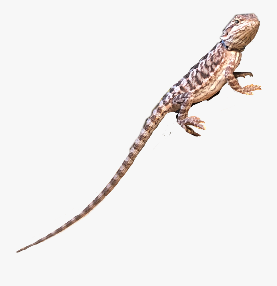#challenge #lizard #gecko #leopardgecko #cute #reptile - Western Fence Lizard, Transparent Clipart