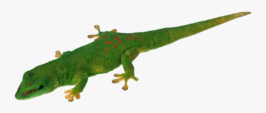Lizard Png - Crocodile And Lizard Clipart, Transparent Clipart