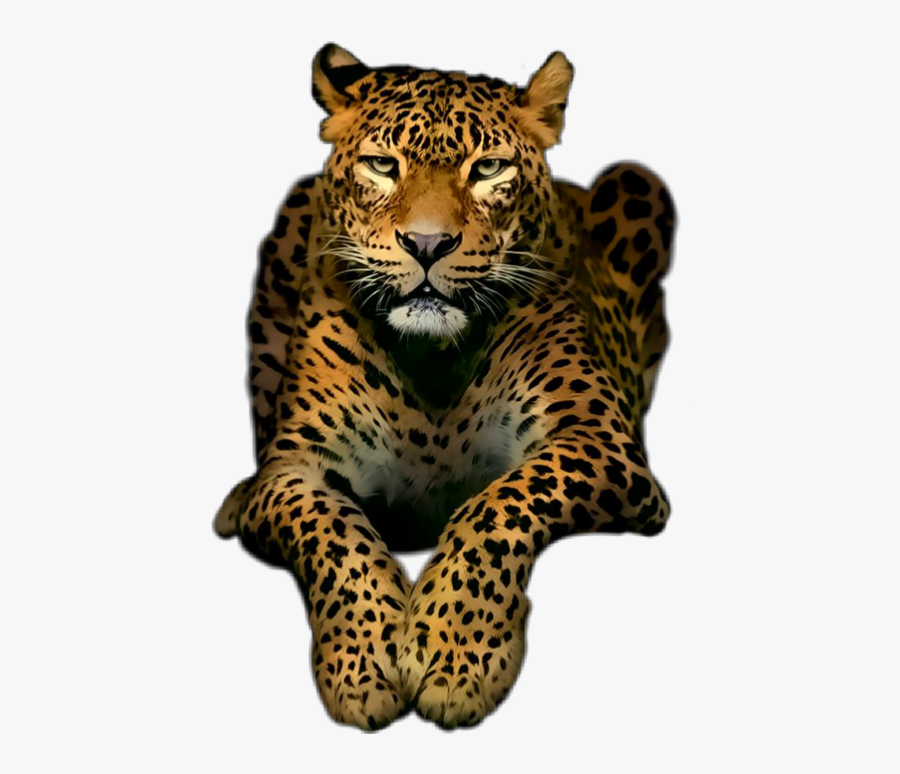 Leopard Freetoedit - تصویر زمینه های خفن, Transparent Clipart