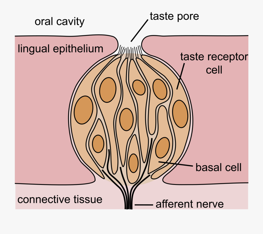 Tongue Clipart Sense Taste - Parts Of A Taste Bud, Transparent Clipart