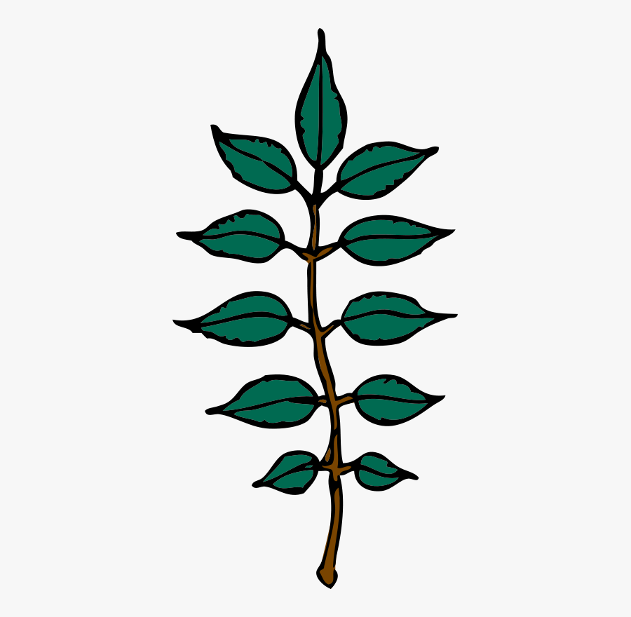 Ash Leaves - Ash Leaf Clipart, Transparent Clipart