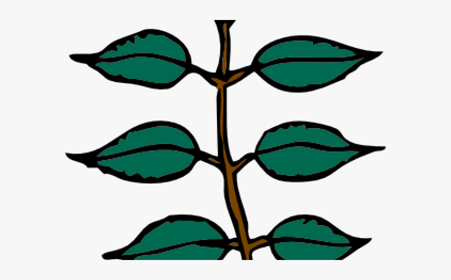 Ash Cliparts - Leaves Clip Art, Transparent Clipart